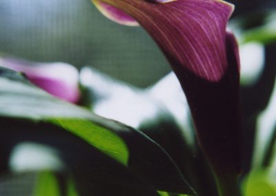 purple Calla Lily